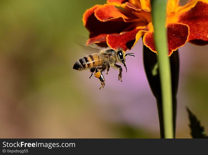 Honey Bee on Red and Yellow Flower during Daytime