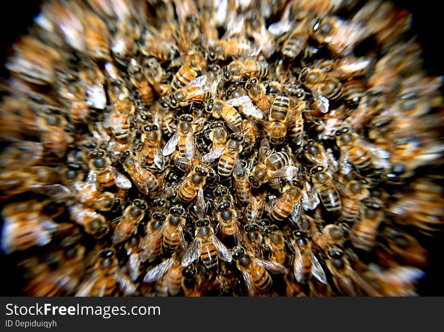 Close up of swarm of honeybees. Close up of swarm of honeybees.