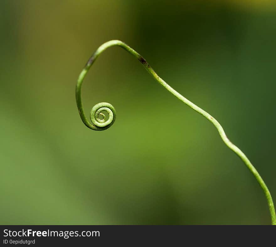 Macro Photography of Green Twig