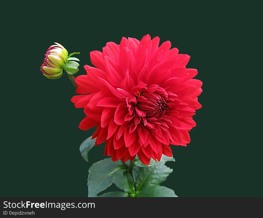 Red Dahlia Flower