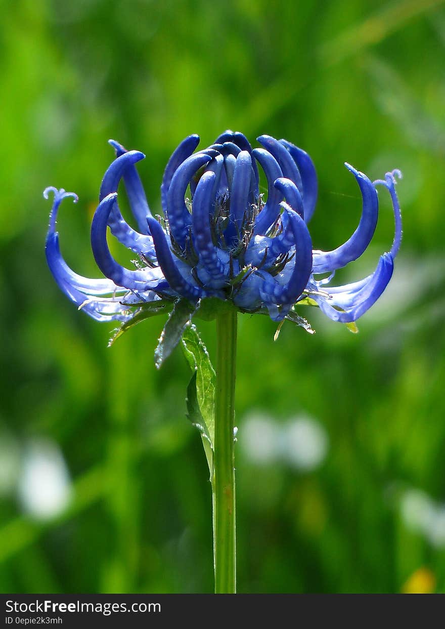 Close Photo of Blue Petaled Flower