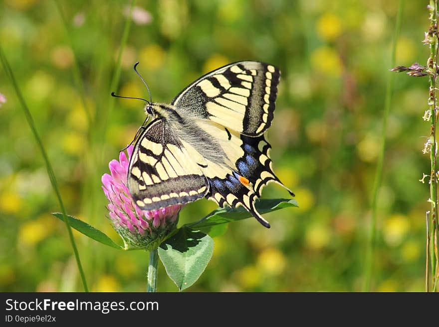 Black White and Blue Butterfly on Pink Flower