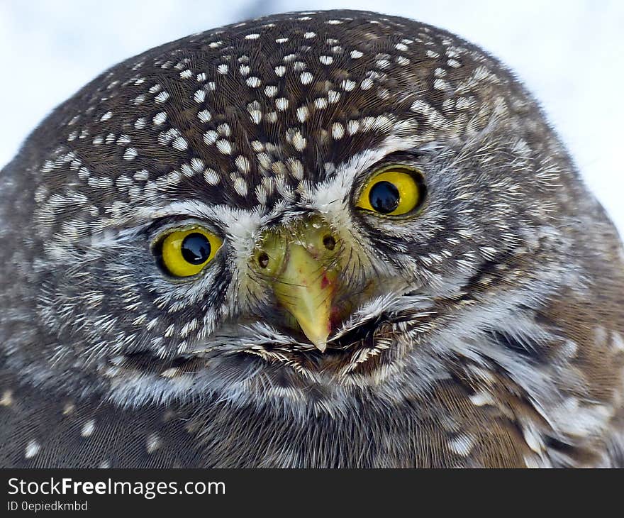 Black and Brown Winter Owl