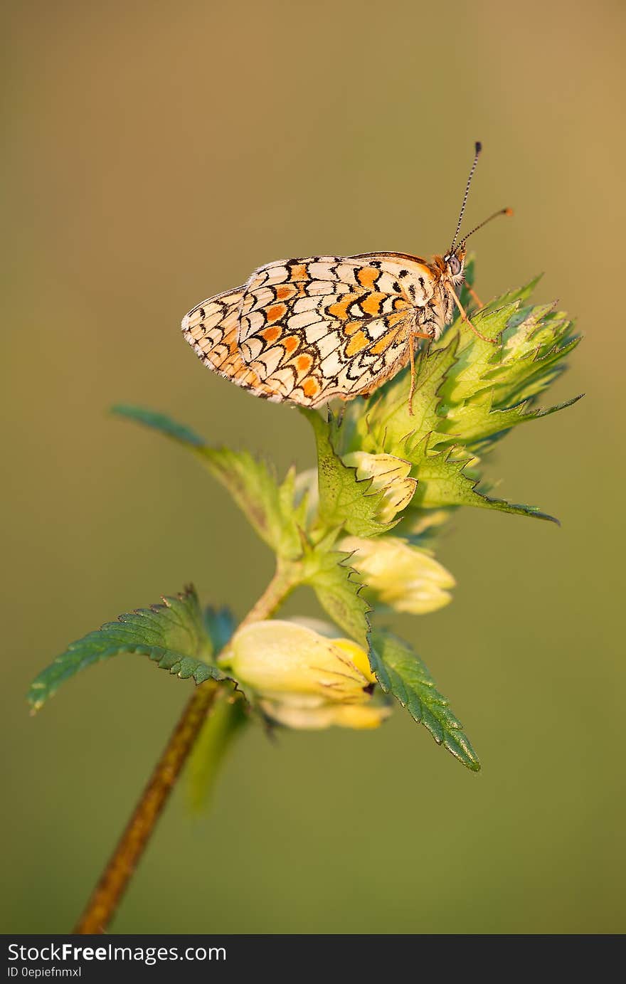 Brown and Black Butterfly on Green Plant during Daytime