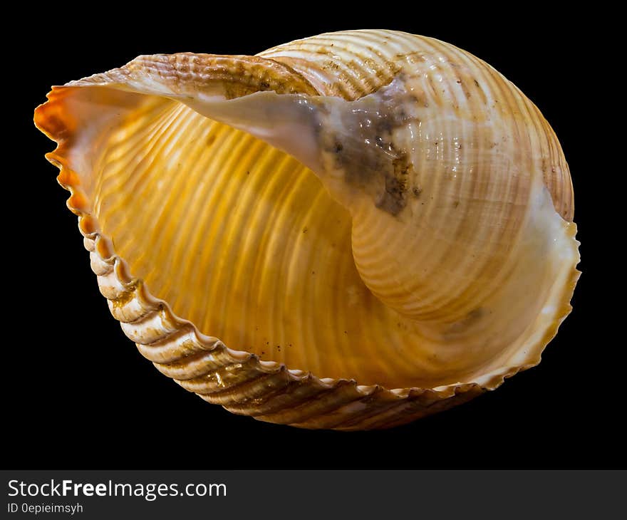 Yellow and Brown Sea Shell