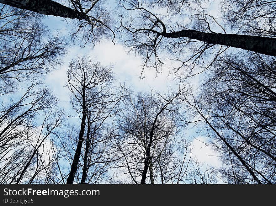 Bare limbs of tree tops against blue skies.