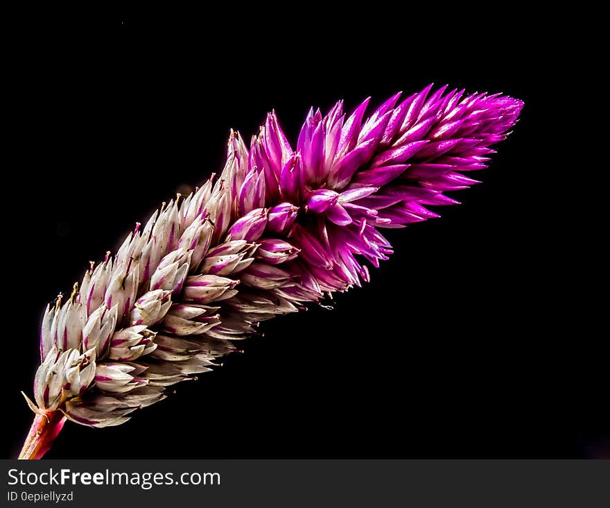 Purple White Flower