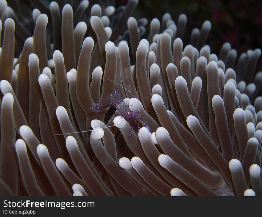 Shrimp on Sea Anemone