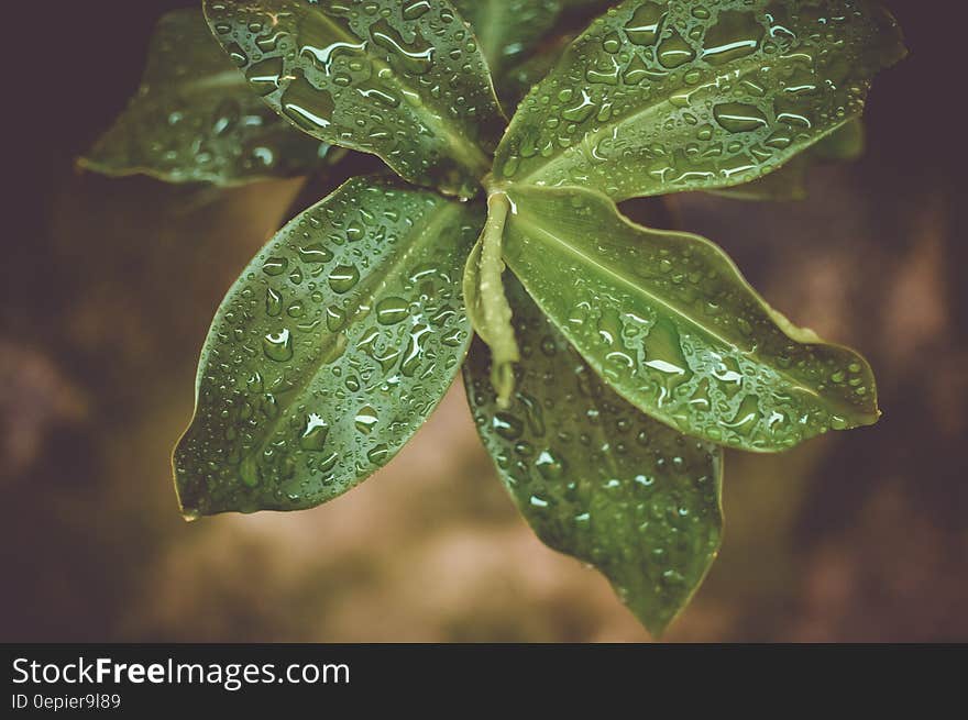 Microshot Photography on Green Plant