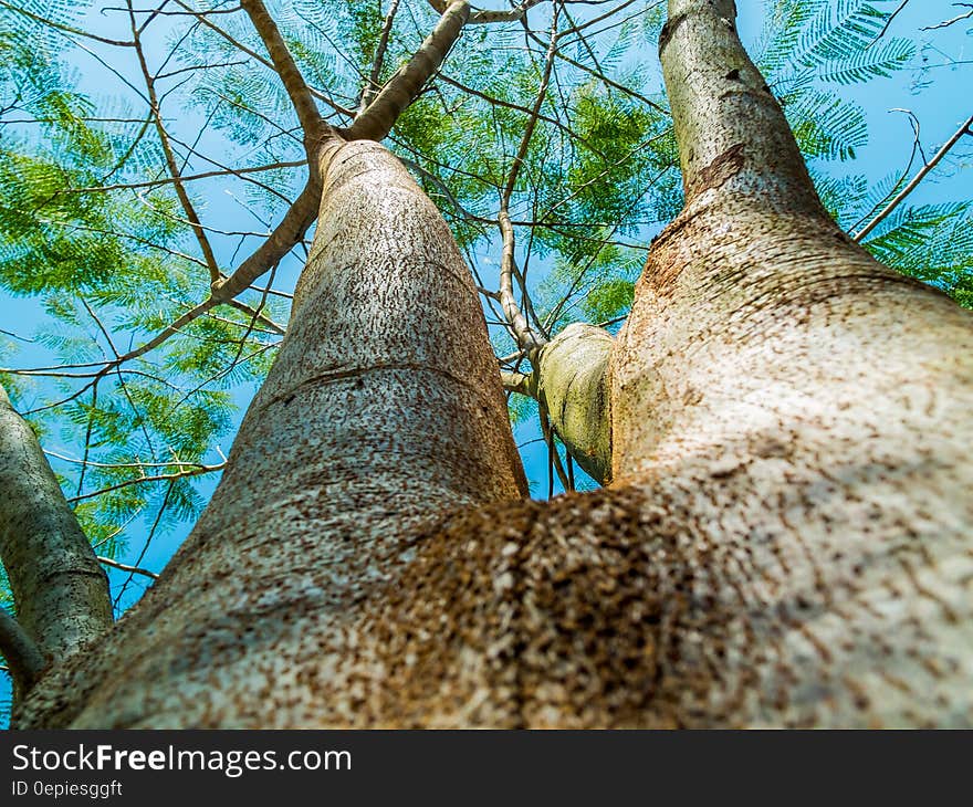 Tall Tree in Low Angle Photo Under Blue Skies