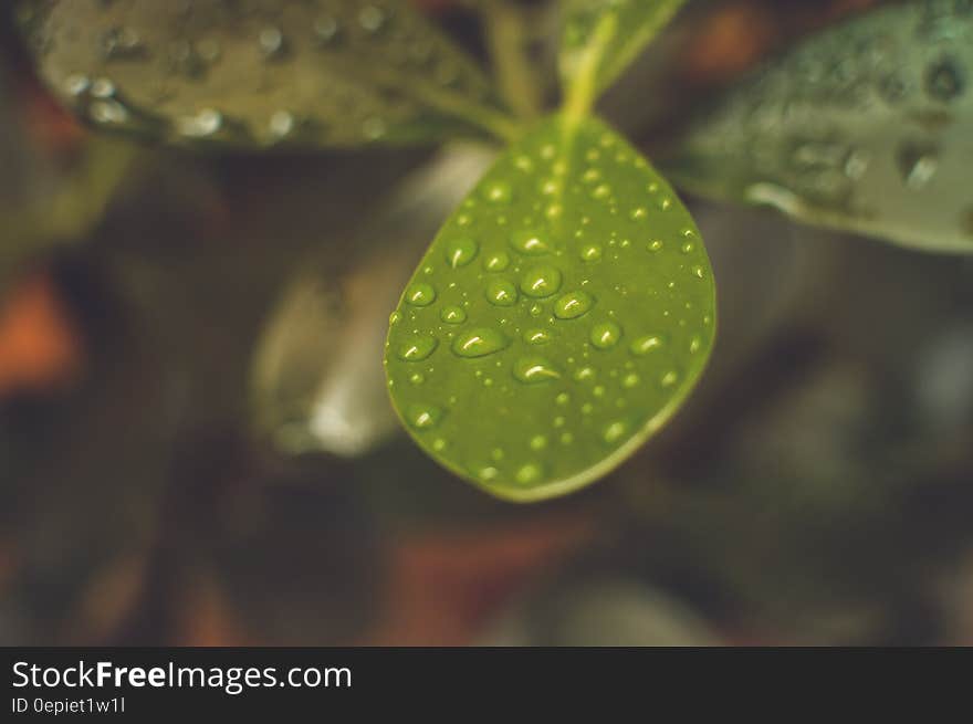 Green Leaf Plant