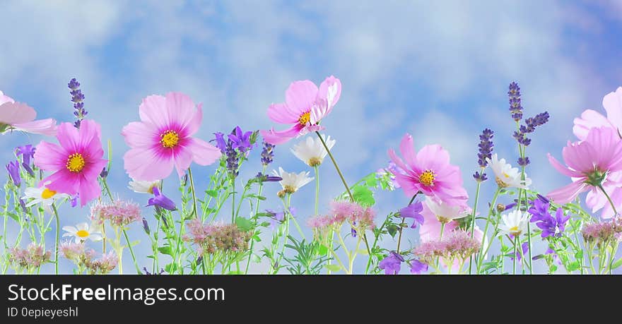 Pink Petaled Flower during Daytime