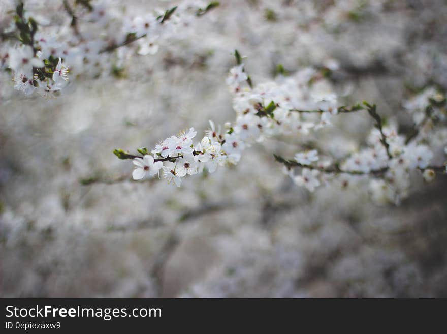 White Flowering Tree