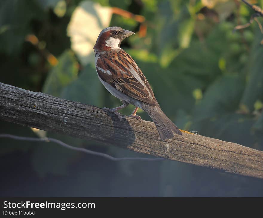 Brown and Gray Bird on Gray Wood