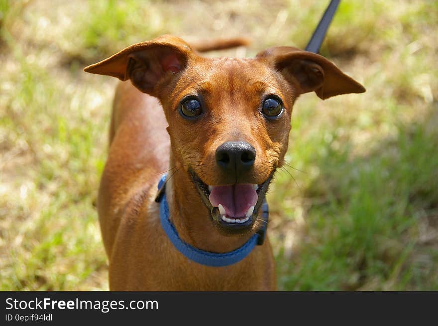 Brown Short Coated Dog on Macro Photograph