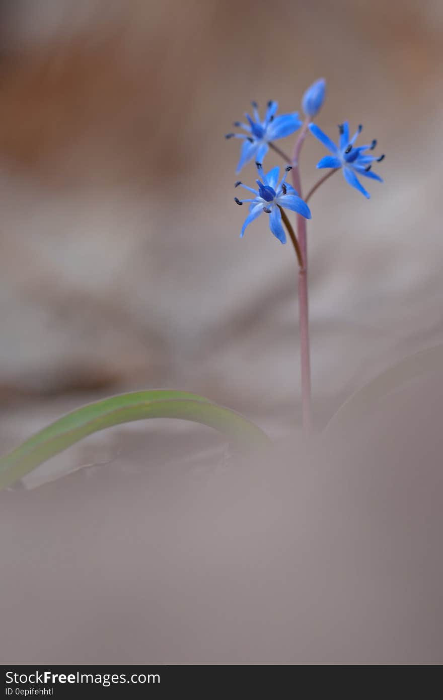 Blue Small Flowers in Bokeh Photography