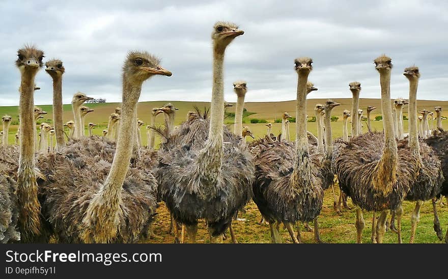 Ostrich Under White Sky