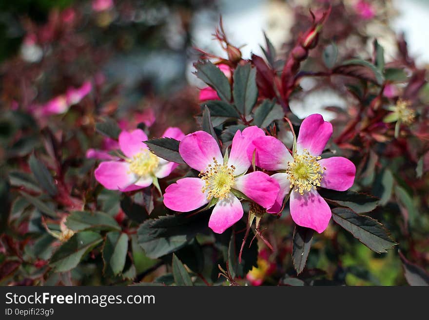 Pink and White Petaled Flower