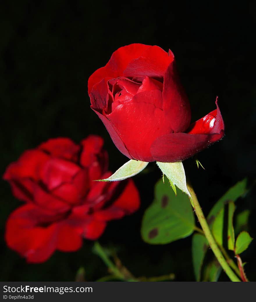 Red Rose