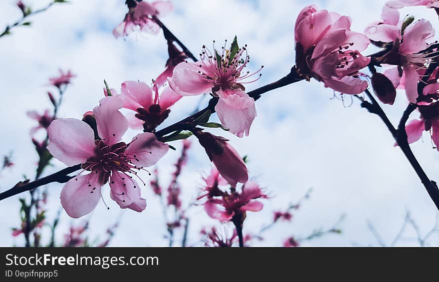 Pink and White Petaled Flower