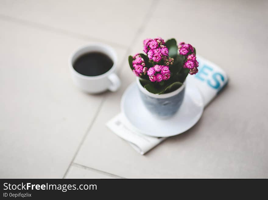 Pink Kalanchoe