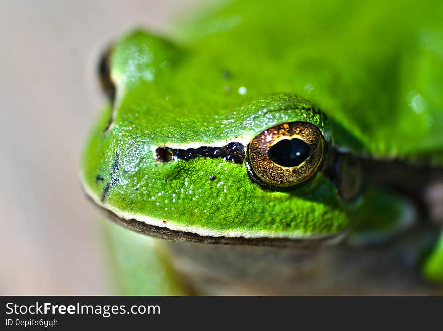 Green frog eyes