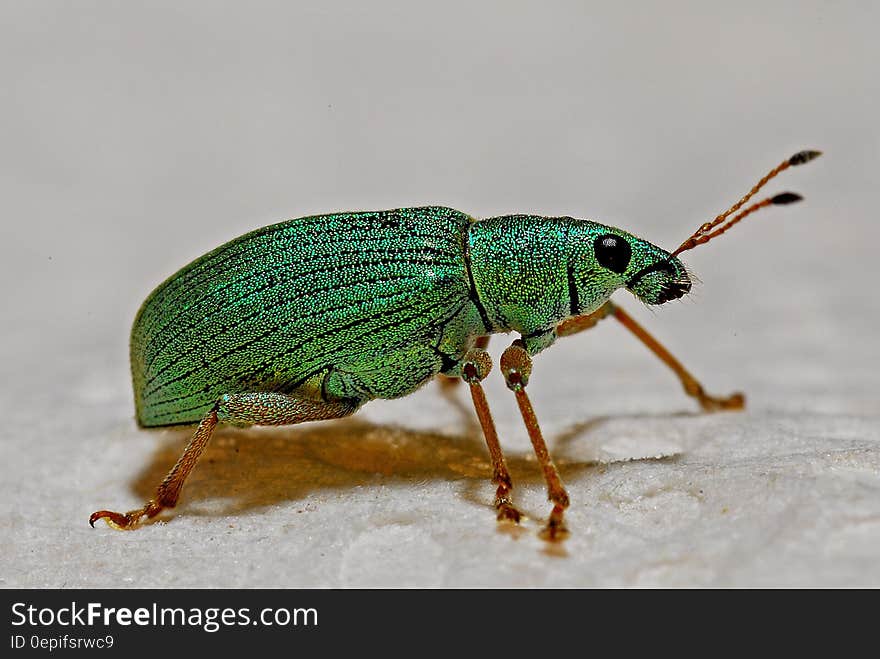 Green Black and Brown Insect