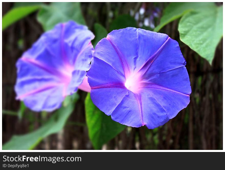 2 Blue Flowers during Daytime