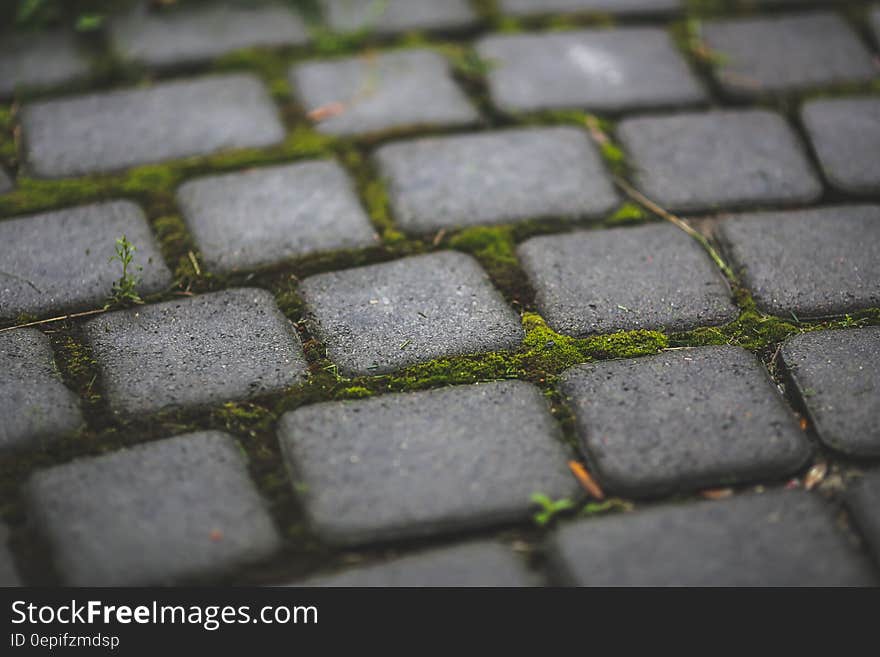 Paving stones with moss