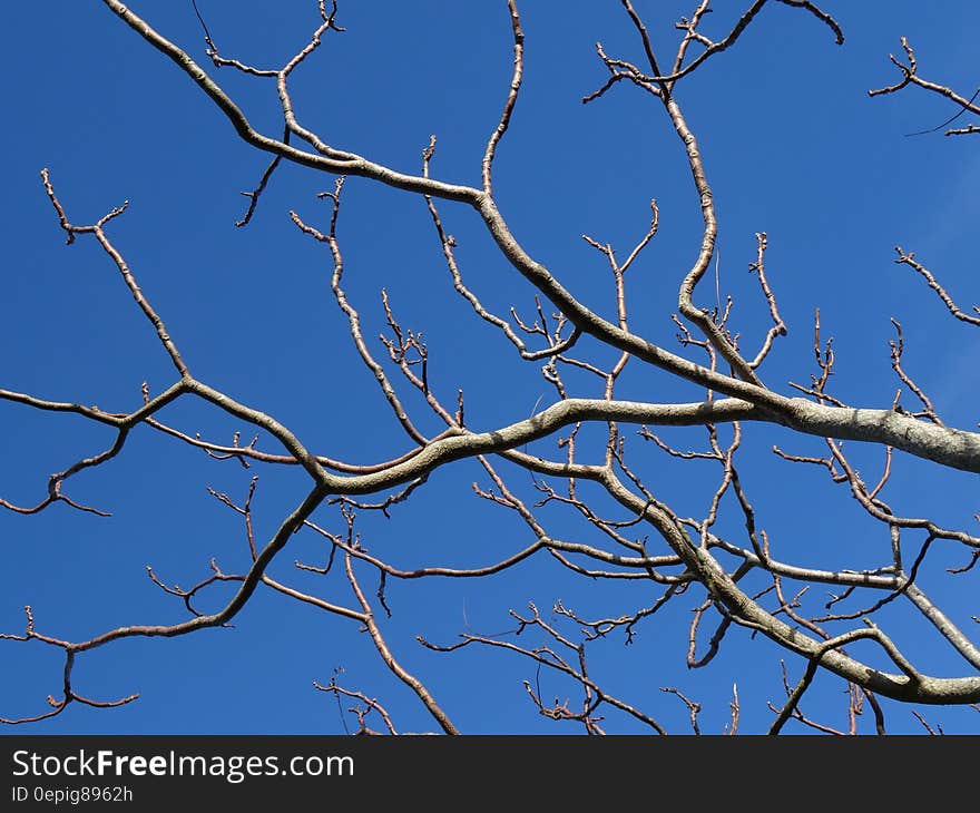 Brown Bare Tree