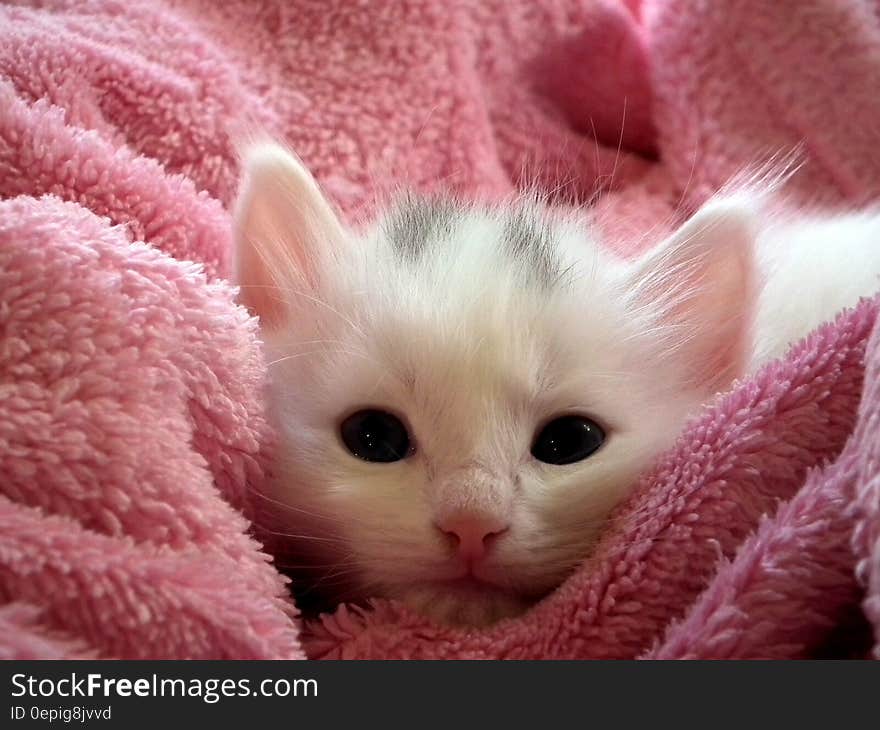 White Kitten on Pink Throw