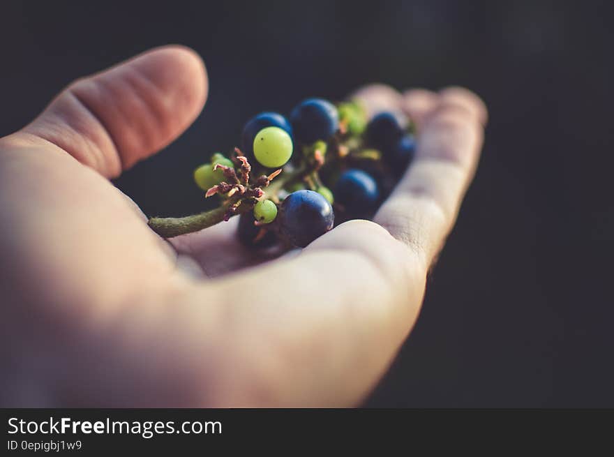 Person Holding Purple Grapes