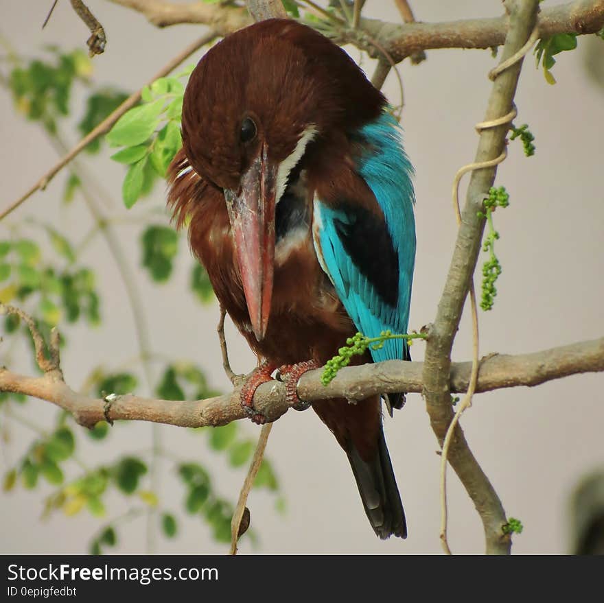 Blue Brown and White Bird Standing on Stem in Bokeh Photography