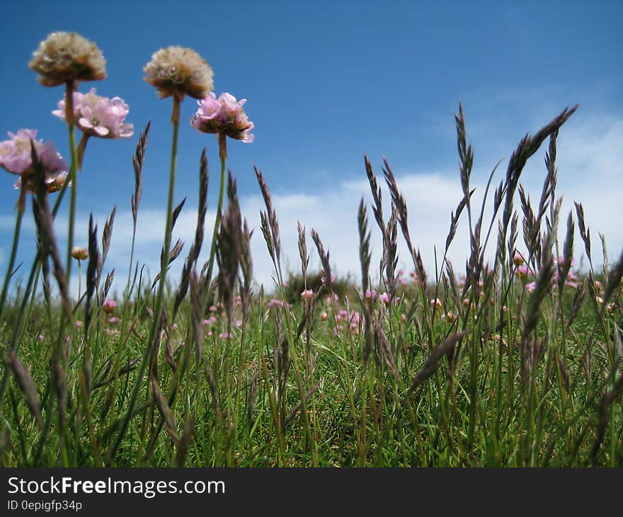 Pink Flower on Green Field Under White and Blue Sky during Daytime