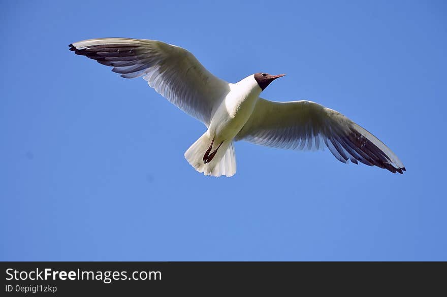 White and Brown Bird Flying Under Blue Sky during Daytime