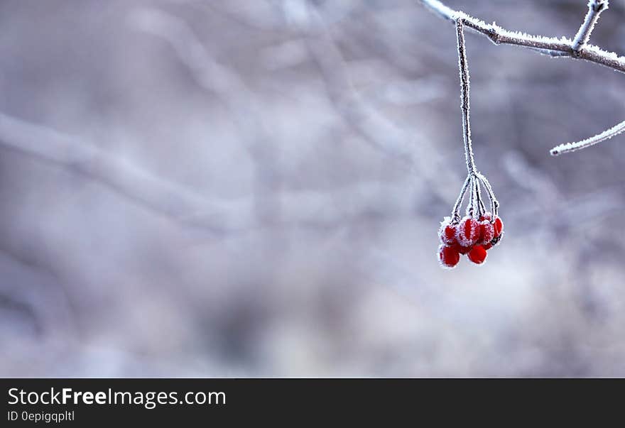 Red Fruit Handing on Tree Branch Selective Color Photography