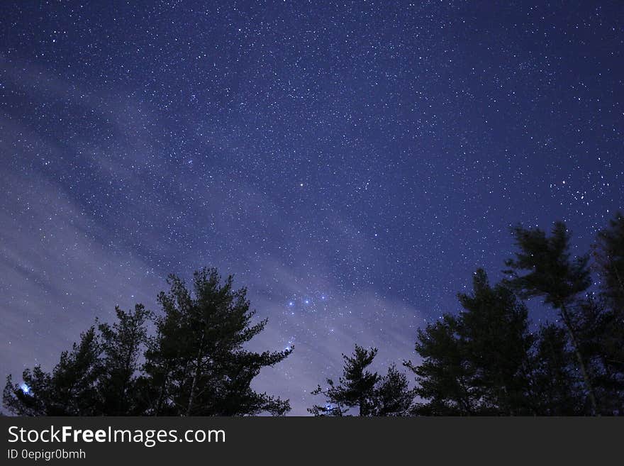 Green Trees during Night Time