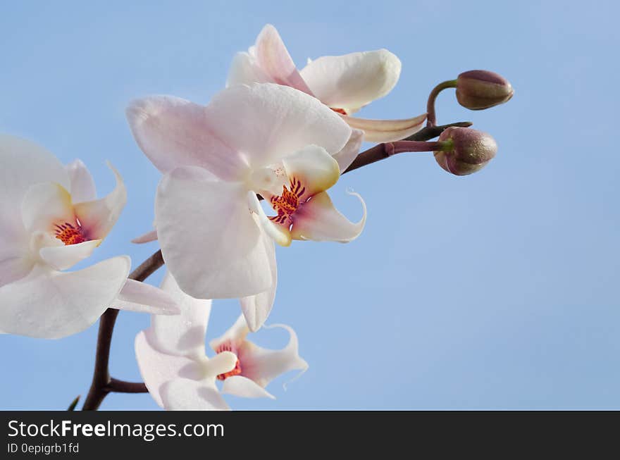 Pink and White Orchids