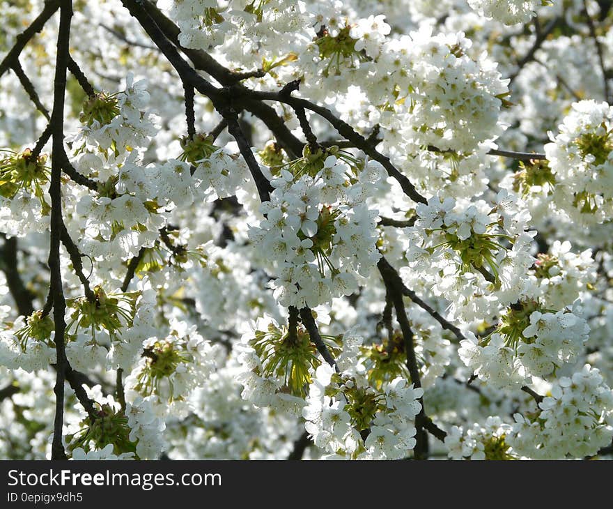 White and Green Petaled Flower