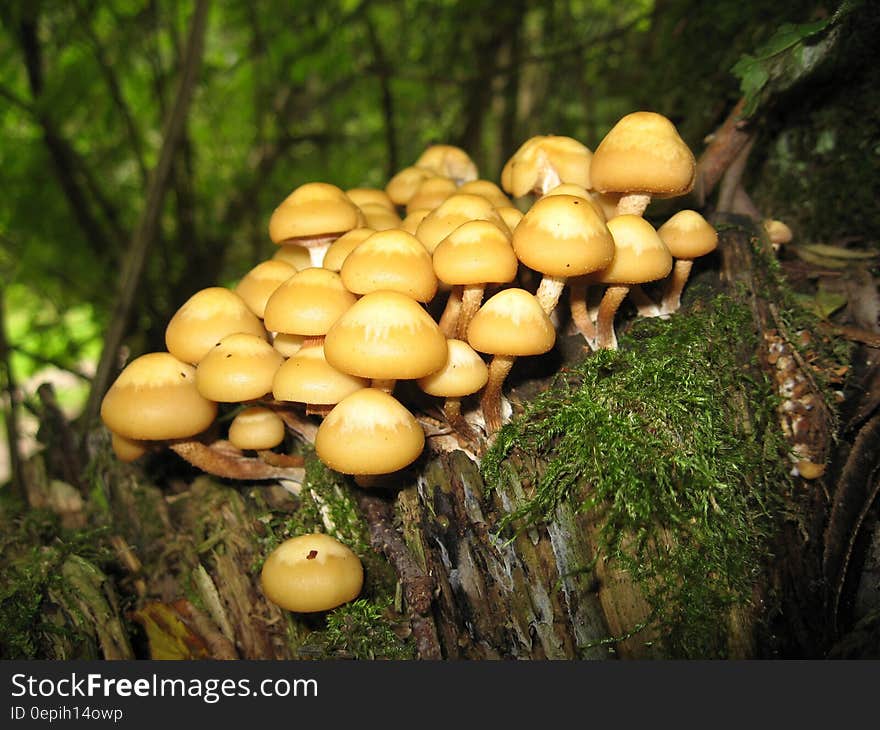 Close up of mushrooms growing on tree trunk in sunny forest. Close up of mushrooms growing on tree trunk in sunny forest.