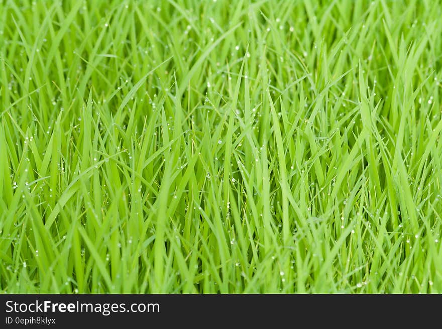 Green Grass With Water Droplets