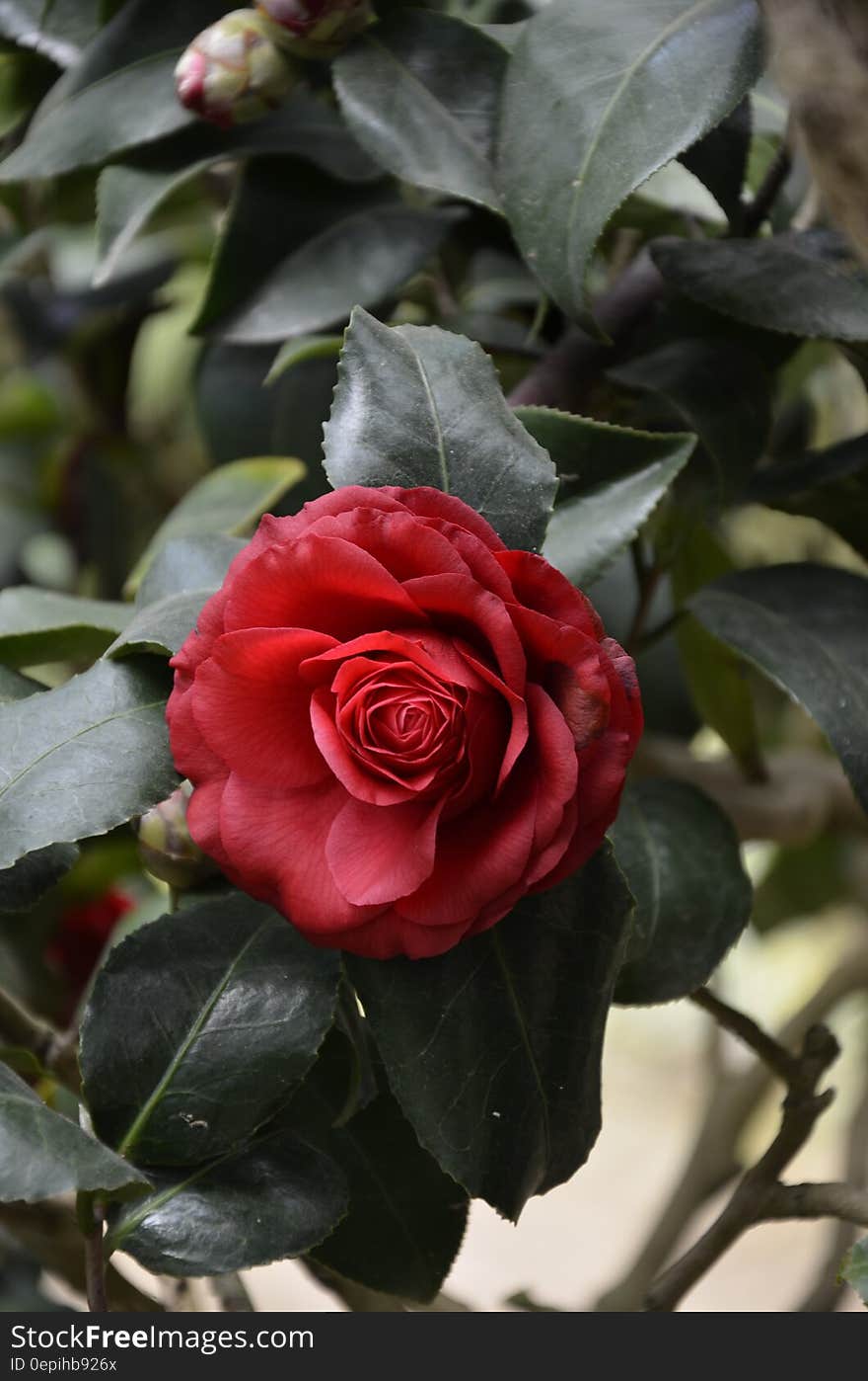 Red Rose Bush One Rose