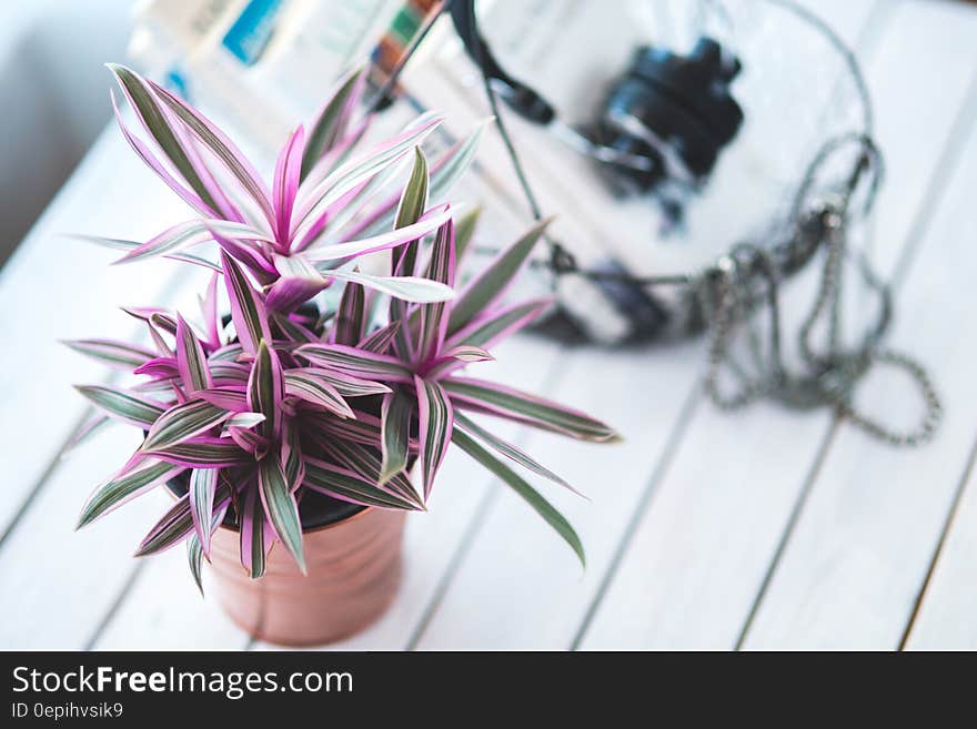 Pink houseplant for decoration
