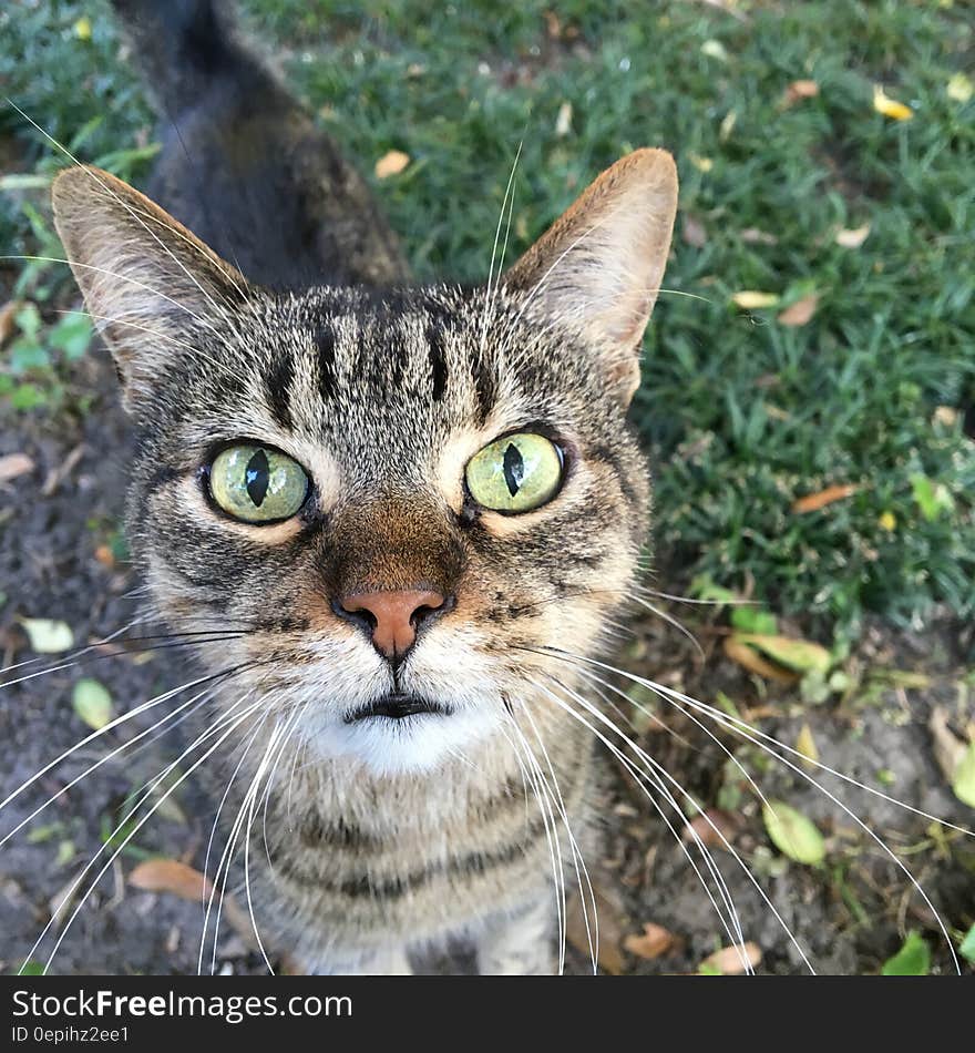 Close up portrait of domestic cat in green sunny backyard. Close up portrait of domestic cat in green sunny backyard.