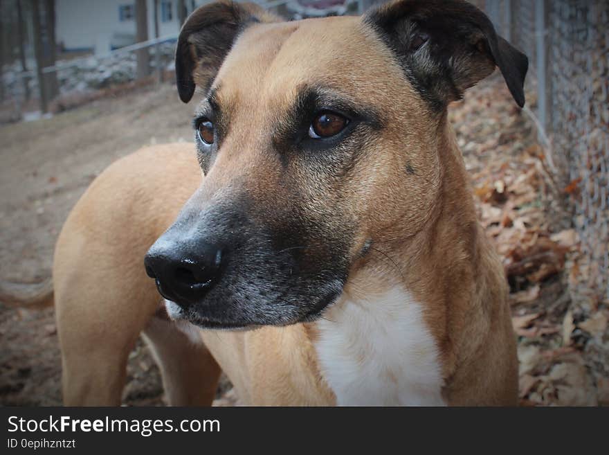 Portrait of dog in cage on sunny day.