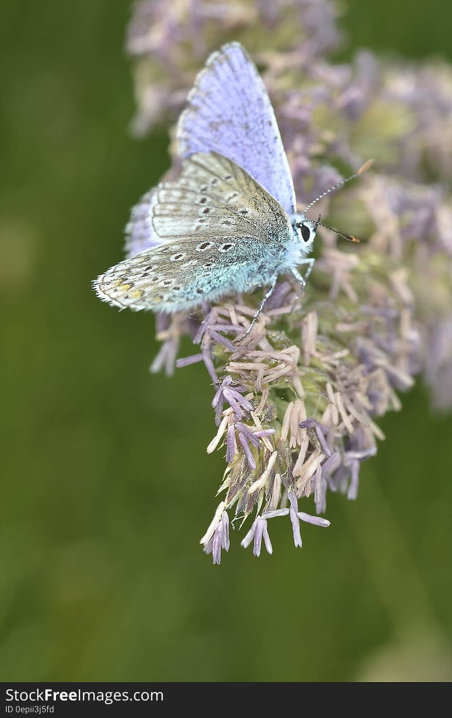 Purple White Butterfly on Purple Petaled Flower during Daytime