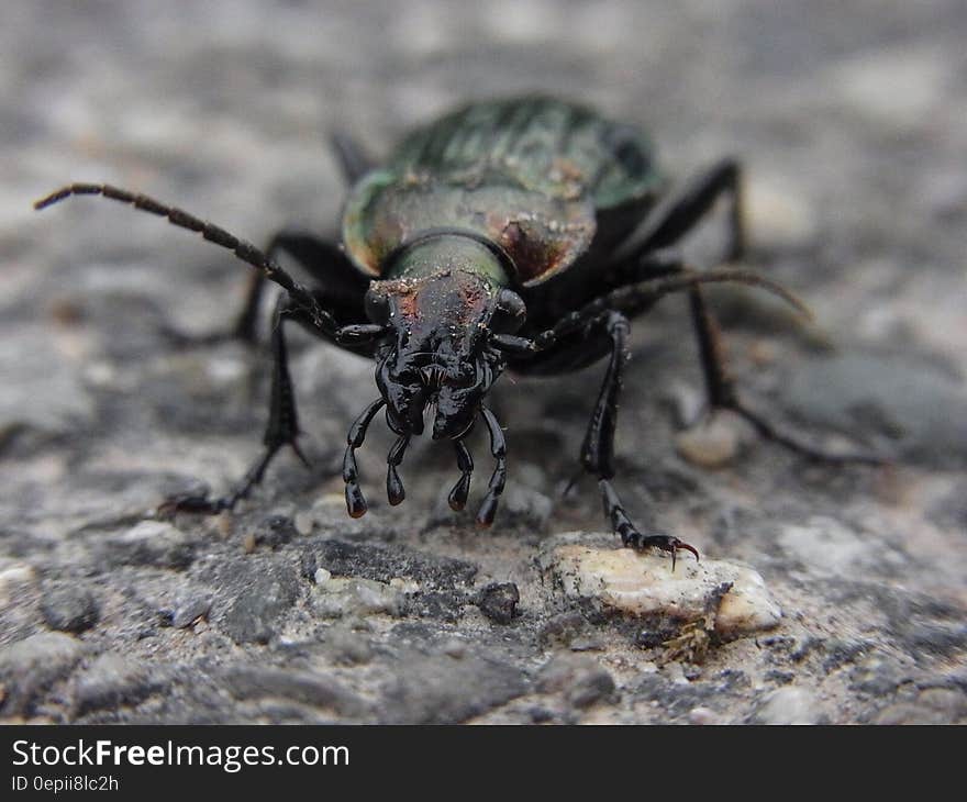 Black and Green Beetle