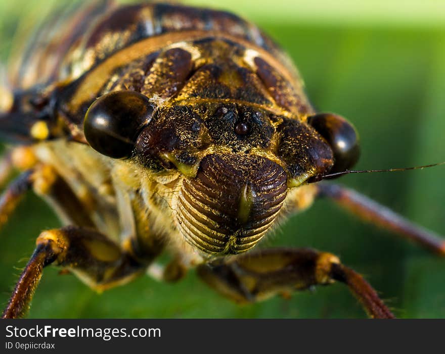 Macro Photo of Bug on Leaf