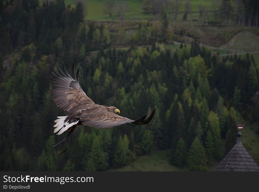 Brown Hawk Flying Above Green Trees Artwork