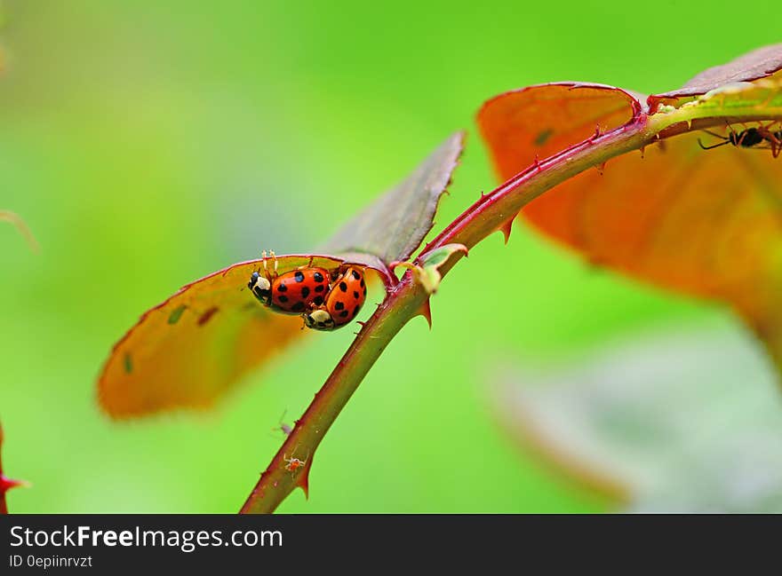 2 Lady Buy in the Leaf